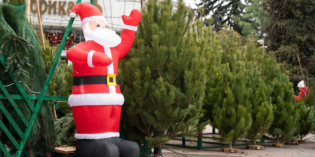 Как выбрать лучшую новогоднюю ёлку и не принести в дом паразитов