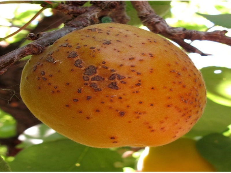     Фото: Россельхознадзор Свердловской области