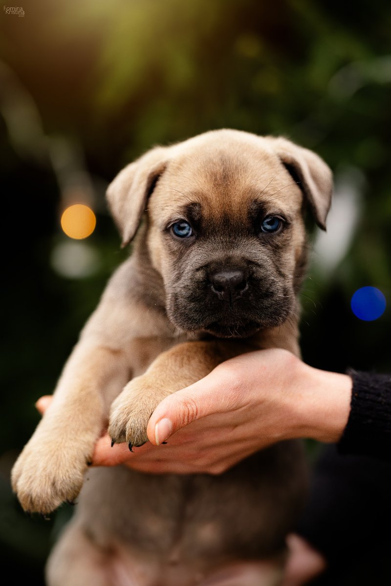 Щенок кане корсо