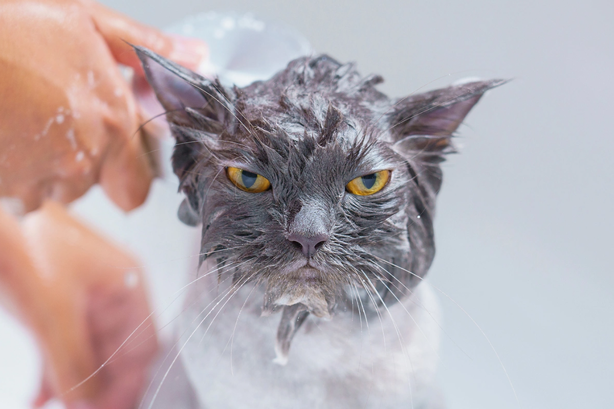 Фото: BBbirdZ - Shutterstock - FOTODOM.