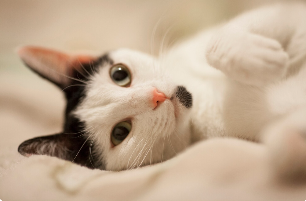 Фото - Vecteezy.com.