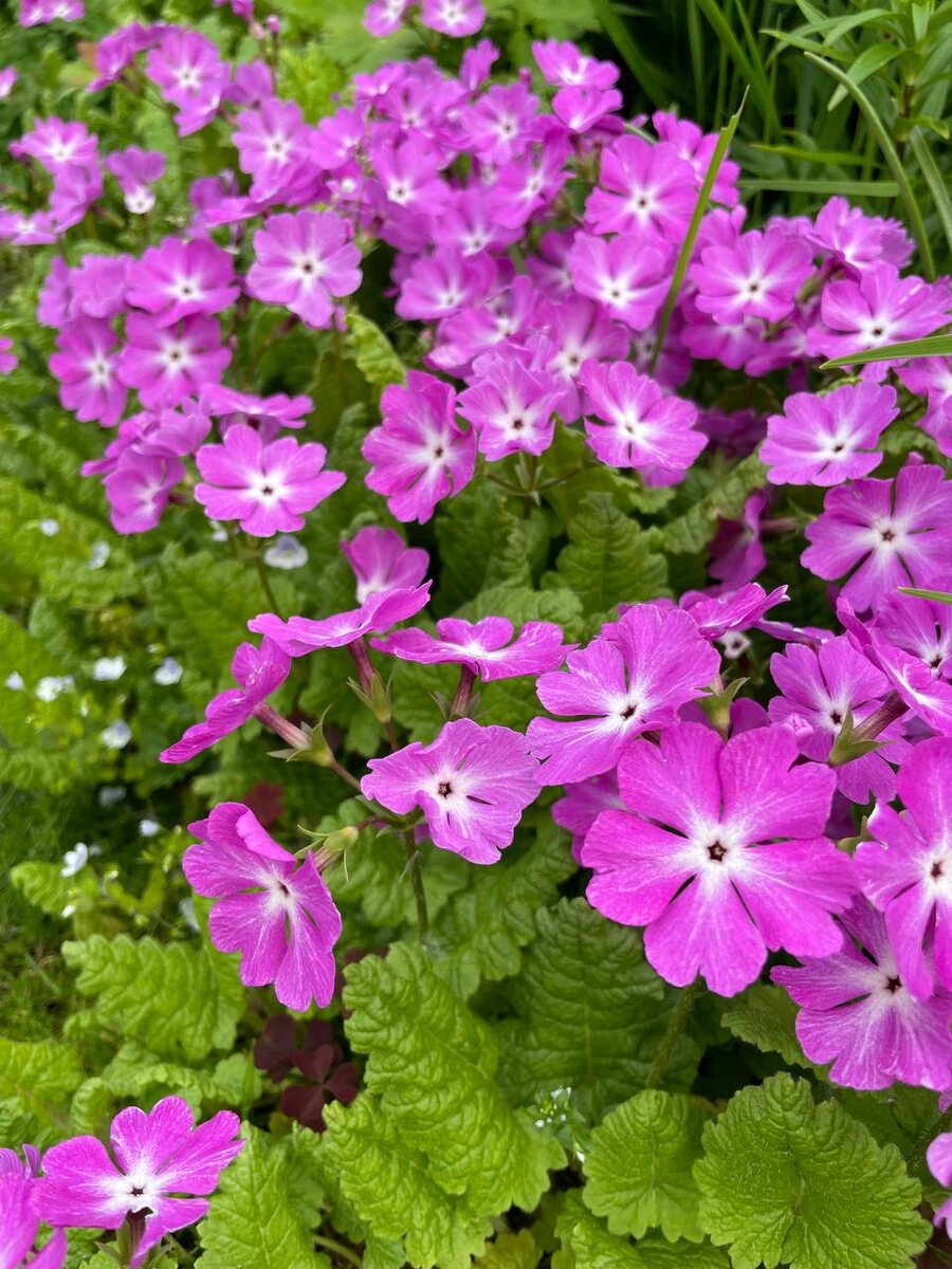 Цветение примулы