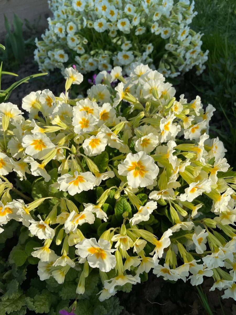 Выращивание примулы