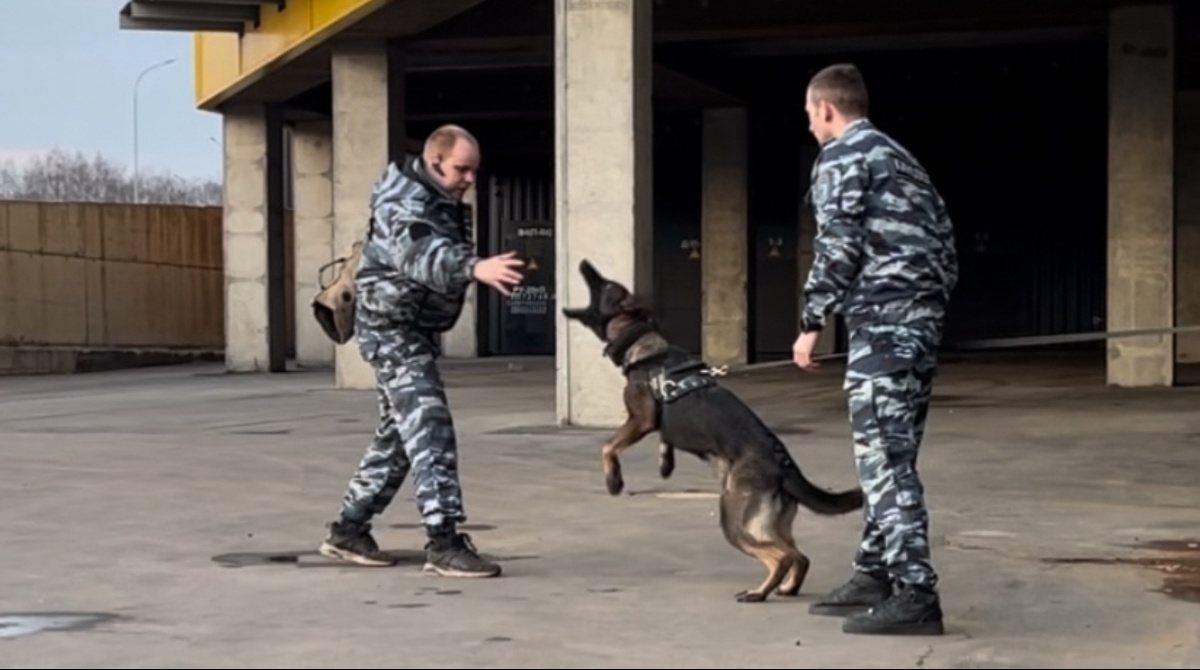Момент дрессировки по защите