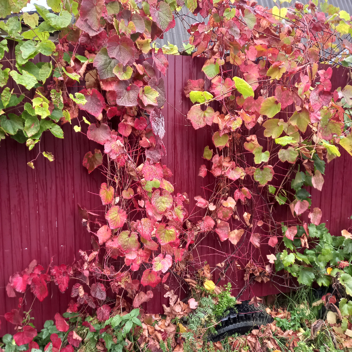 Амурский виноград в осеннем наряде