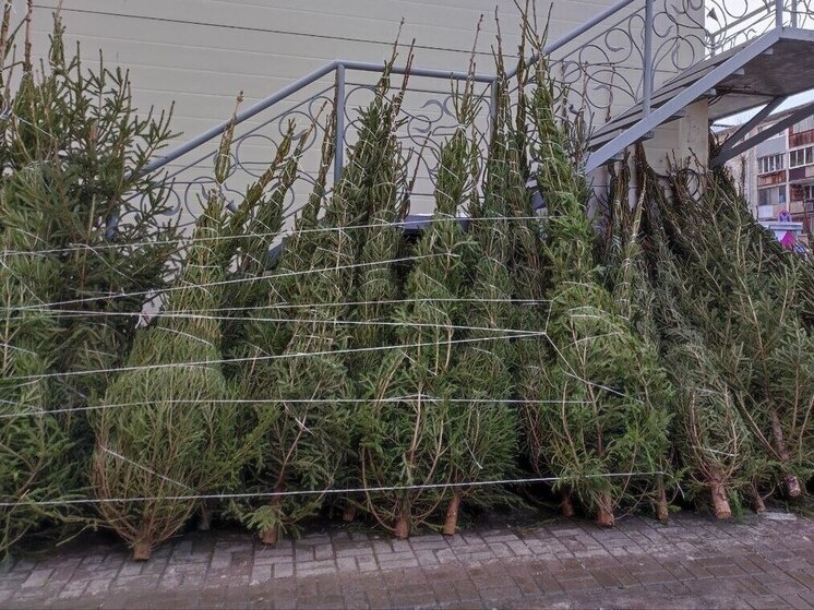     20 декабря в Великом Новгороде откроются елочные базары. фото: архив МК в Великом Новгороде