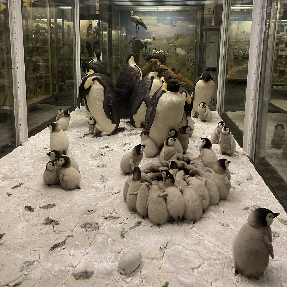 Фото ПетербурGO