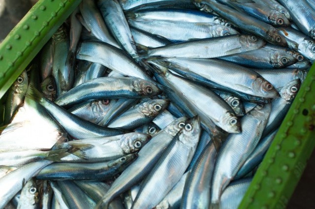   Фото из архива Калининград.Ru