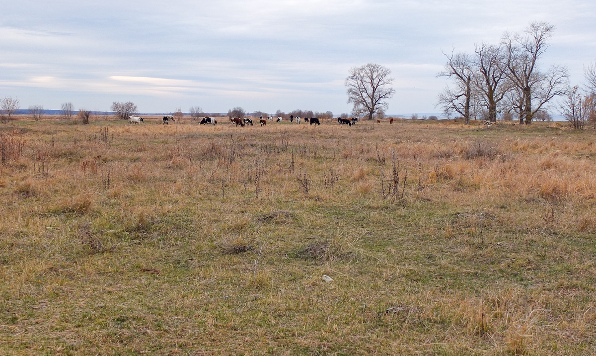 Поле на месте улиц.