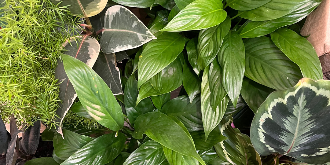 Как не потерять растения зимой? Самые главные правила ухода