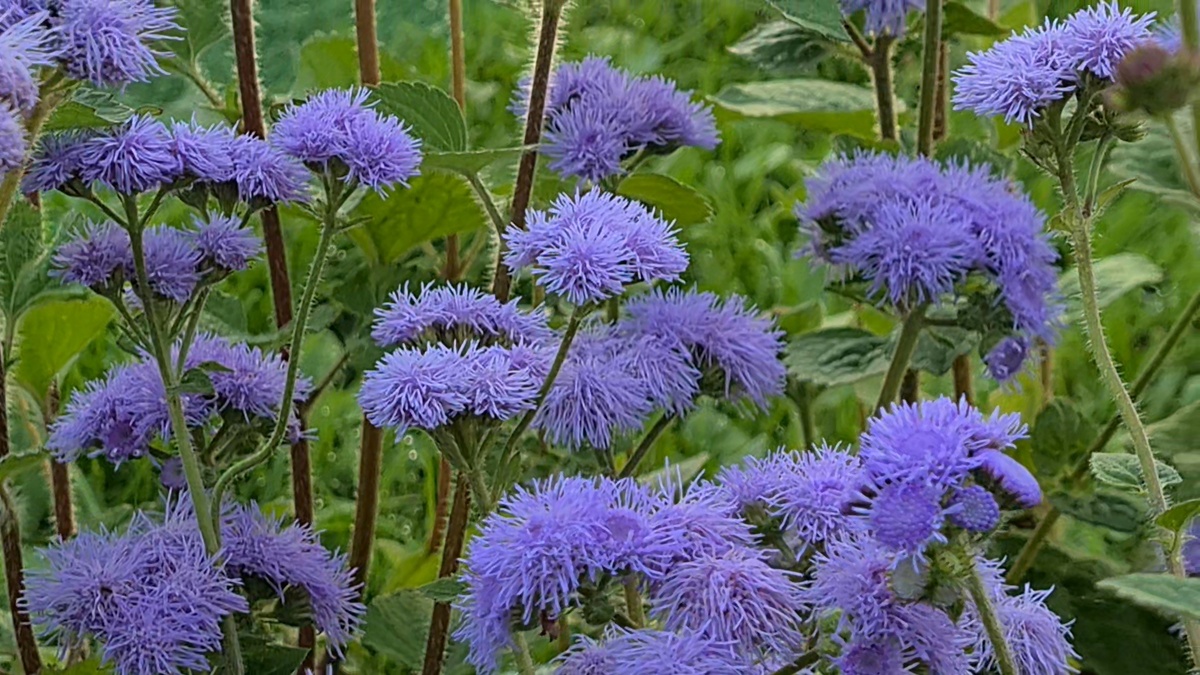 Агератум - фото из личного архива.