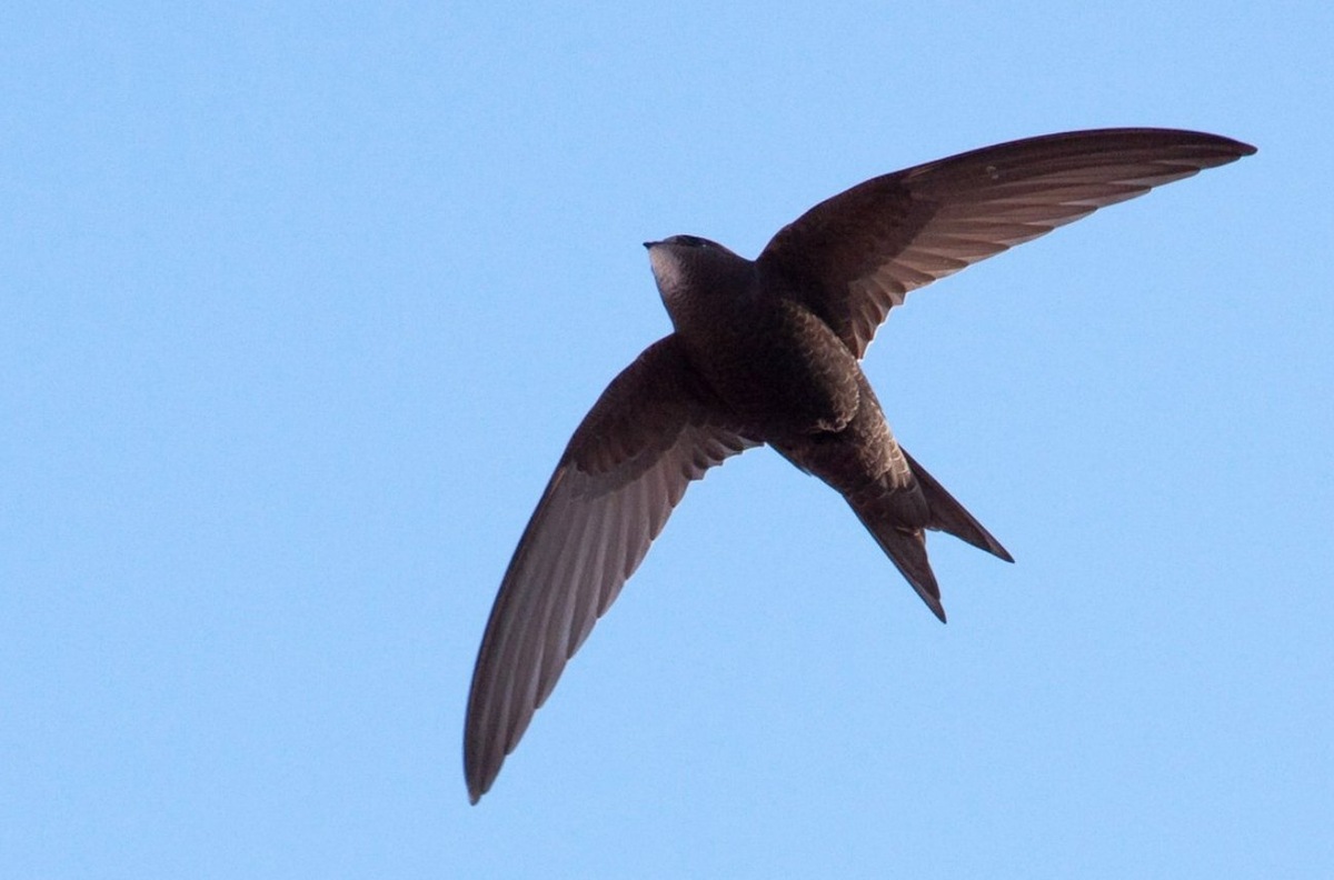    Черный стриж в полете. Источник изображения: wikimedia.org