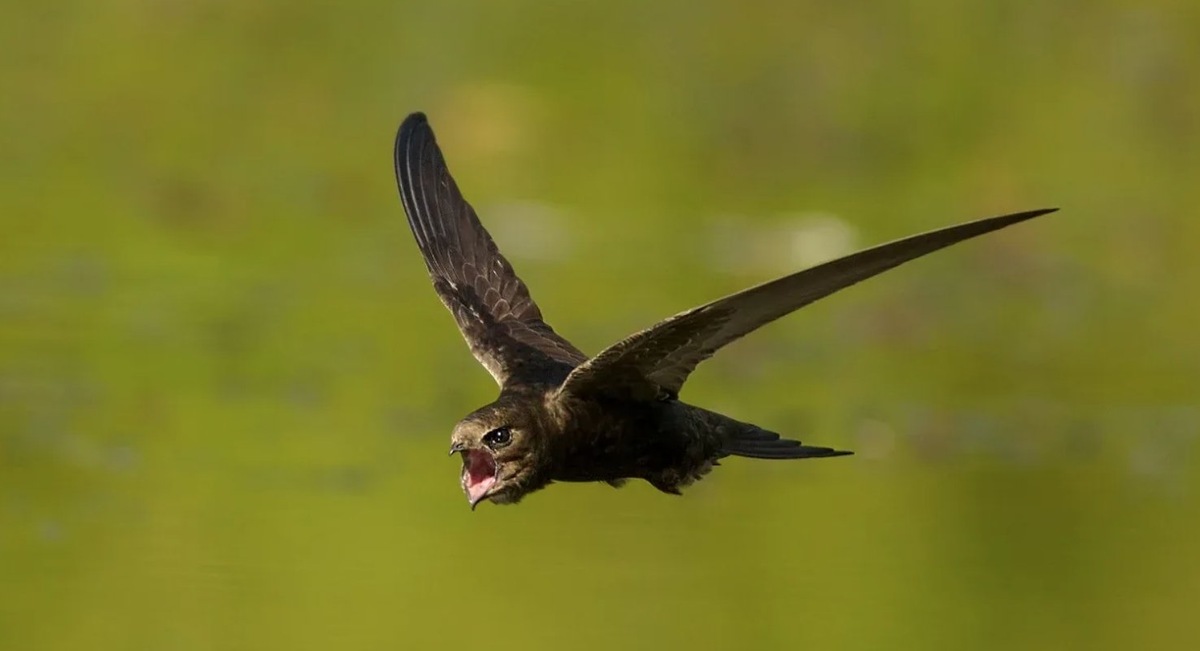    Стрижи питаются и спят прямо во время полета. Источник изображения: dzen.ru