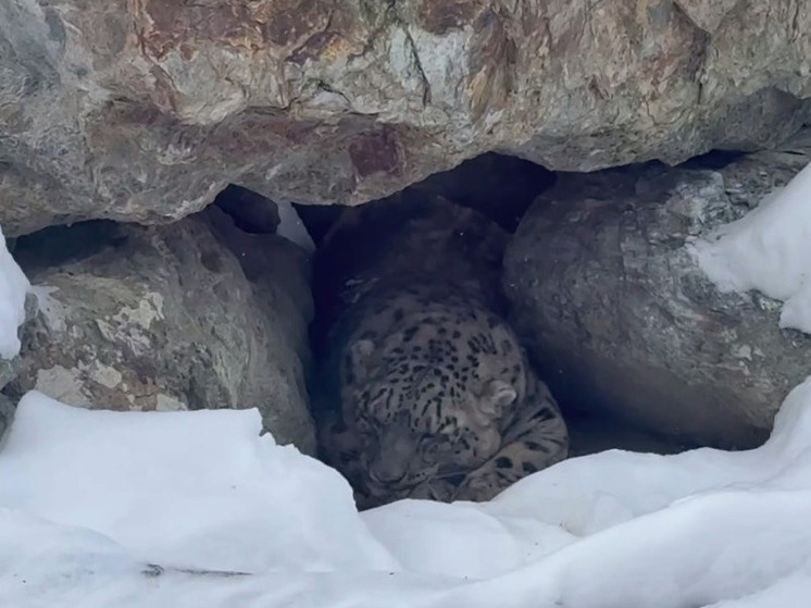     Кадр из видео, предоставленного пресс-службой Челябинского зоопарка