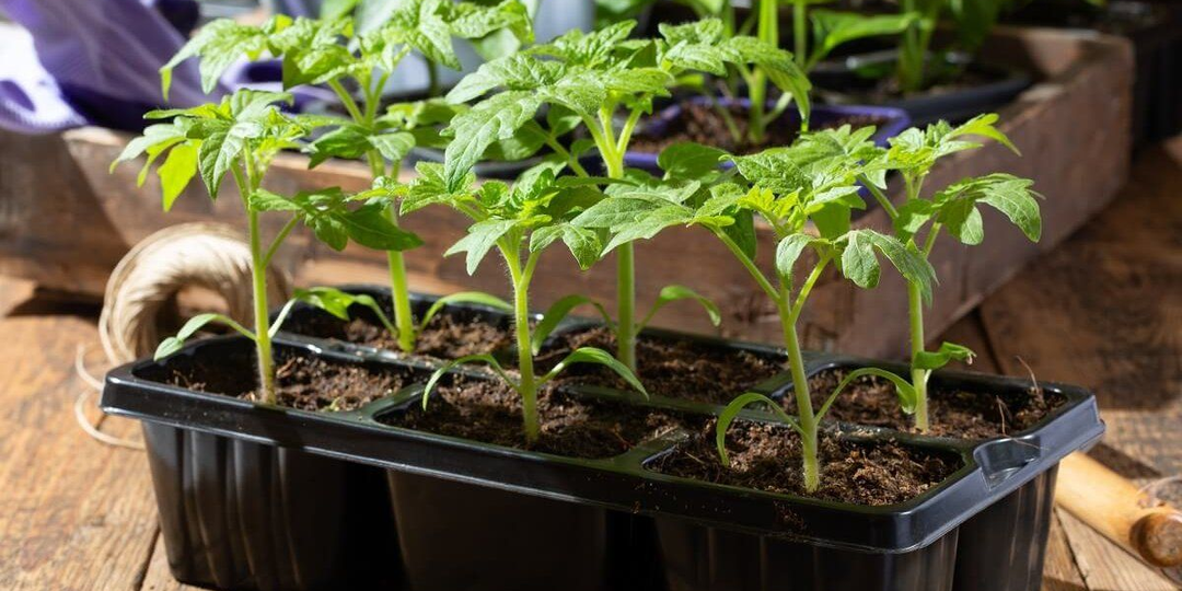 Как посадить томаты позже, а урожай получить РАНЬШЕ: 3 ДЕЙСТВЕННЫХ СПОСОБА