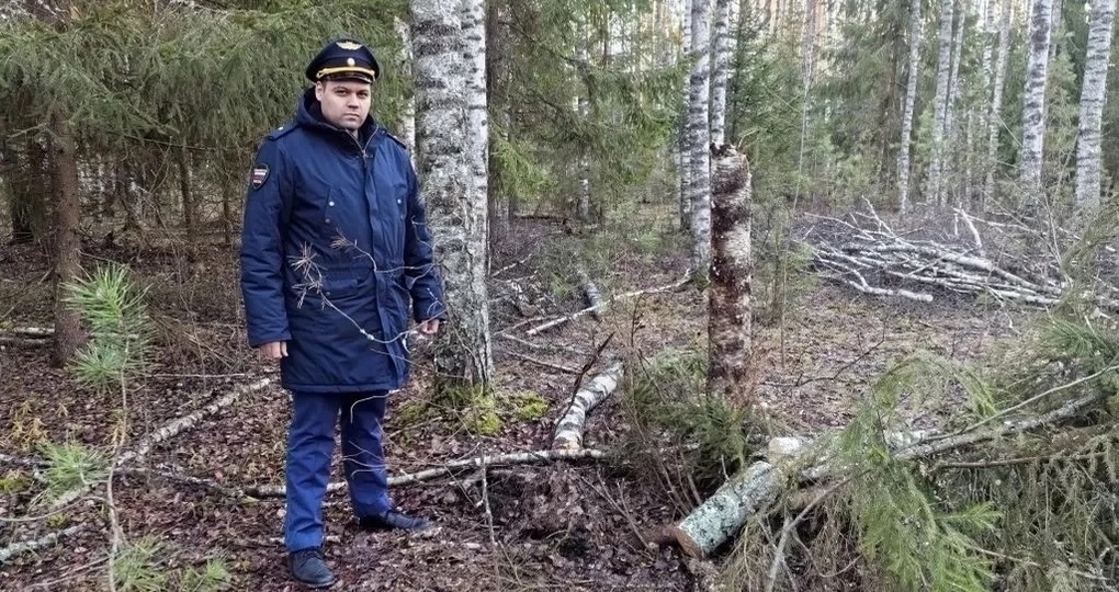 Владимирская прокуратура возбудила дело о незаконной рубке