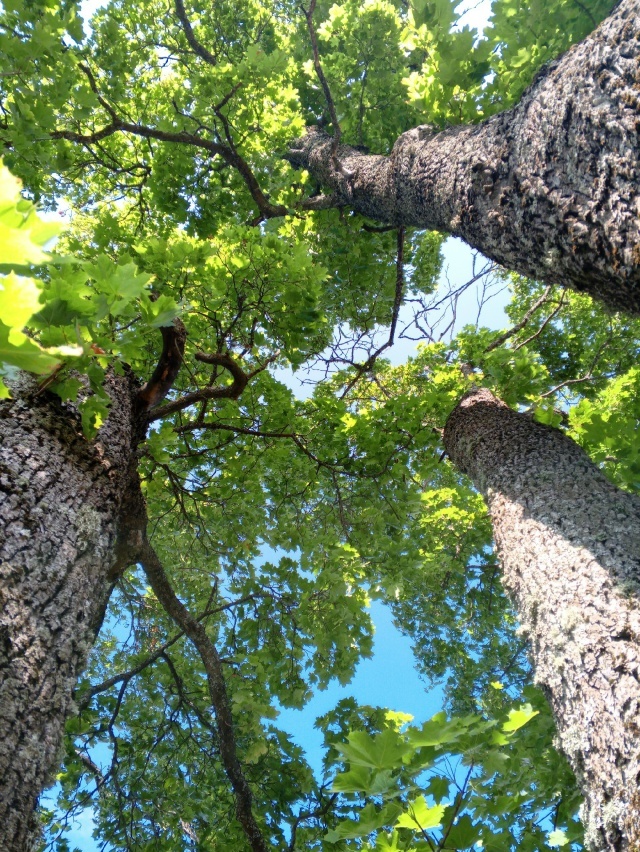 Тот самый,  фотку сохранила