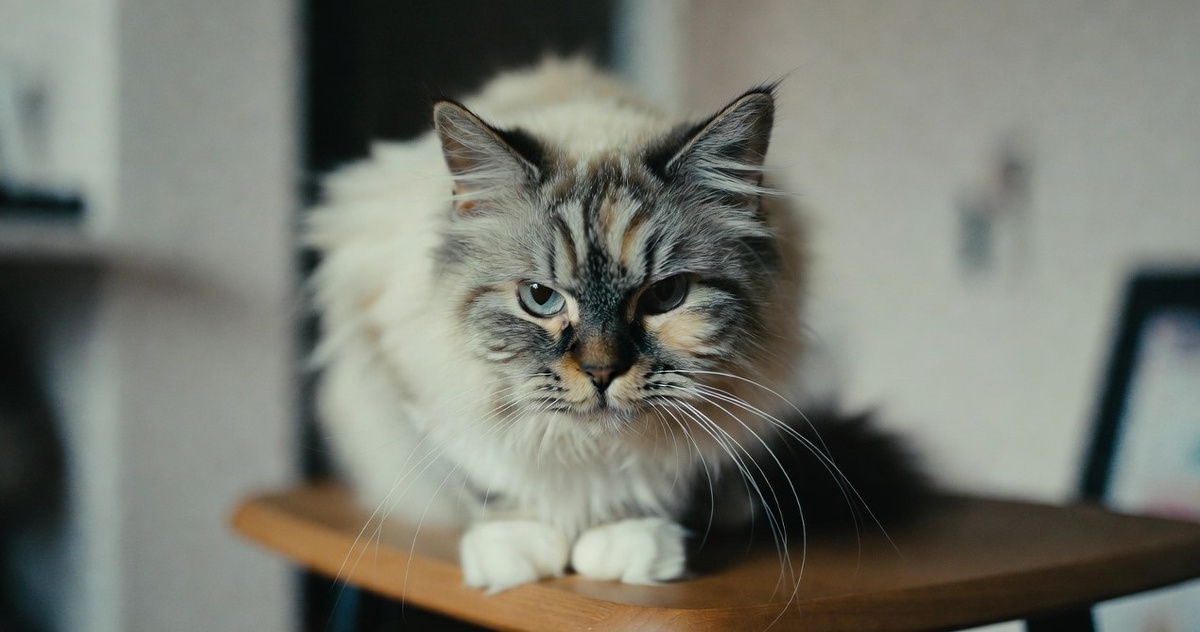 Коты и столы - вечная тема для споров.