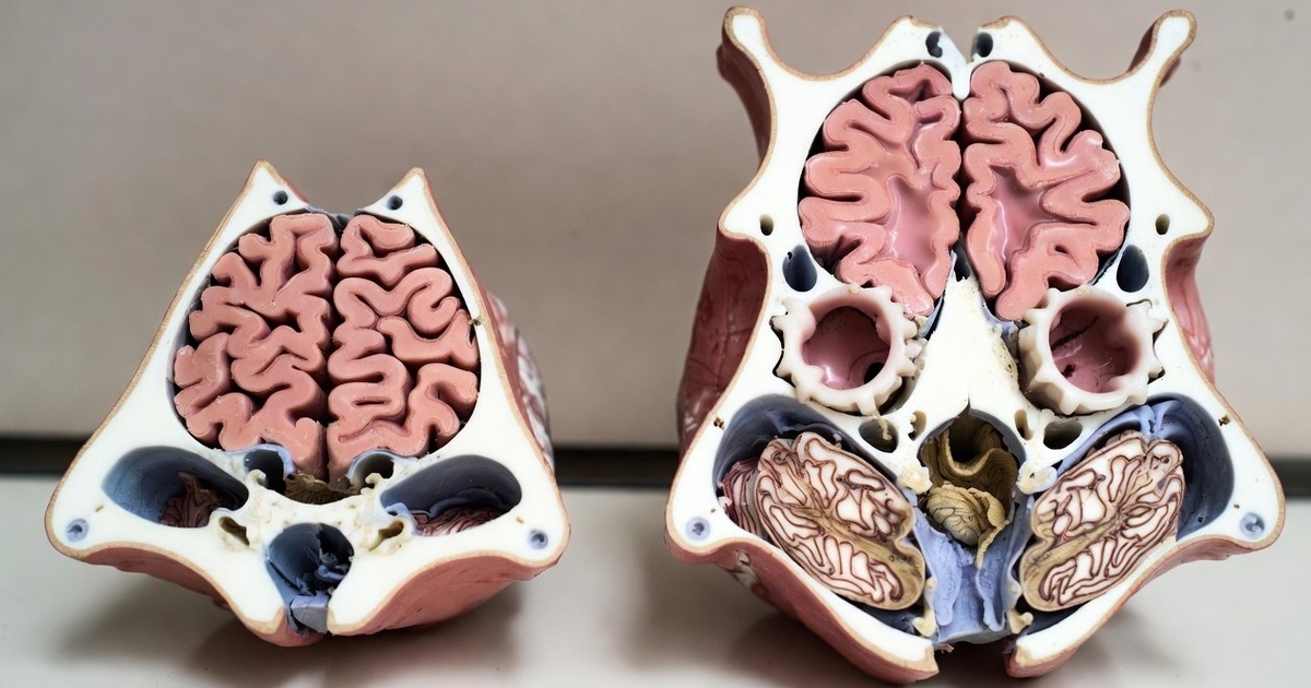 Кошачий мозг - загадка для ученых.