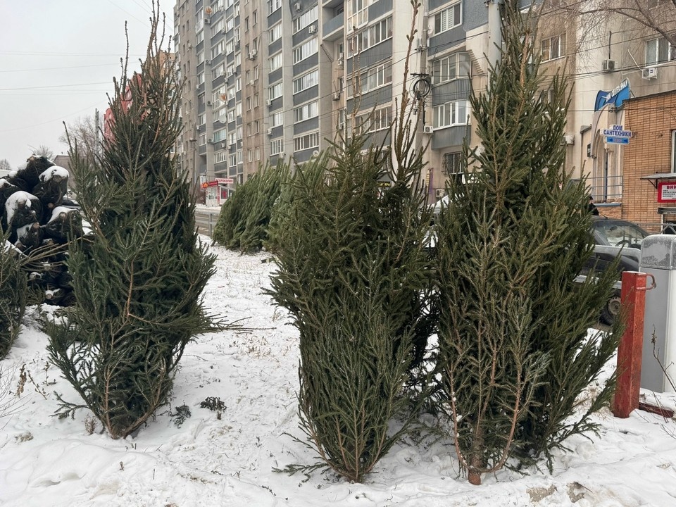    Русскую ель в Самаре можно купить от 700 рублей Анастасия СЕМДЯНОВА