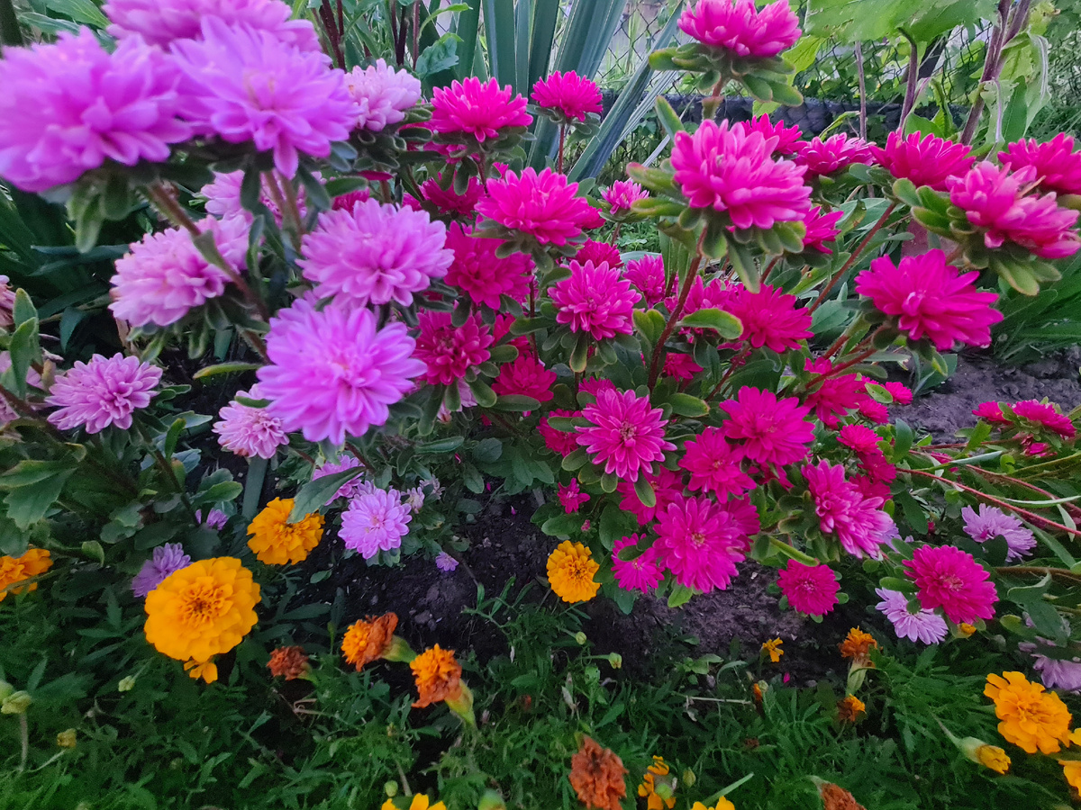 Карликовая астра - фото из личного архива 2025г.