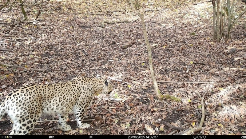     Фото: Институт проблем экологии и эволюции имени А.Н. Северцова РАН.