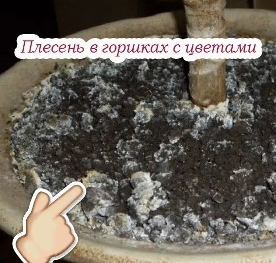 🌱 В ГОРШКАХ ПОЯВИЛСЯ БЕЛЫЙ НАЛЁТ НА ПОЧВЕ