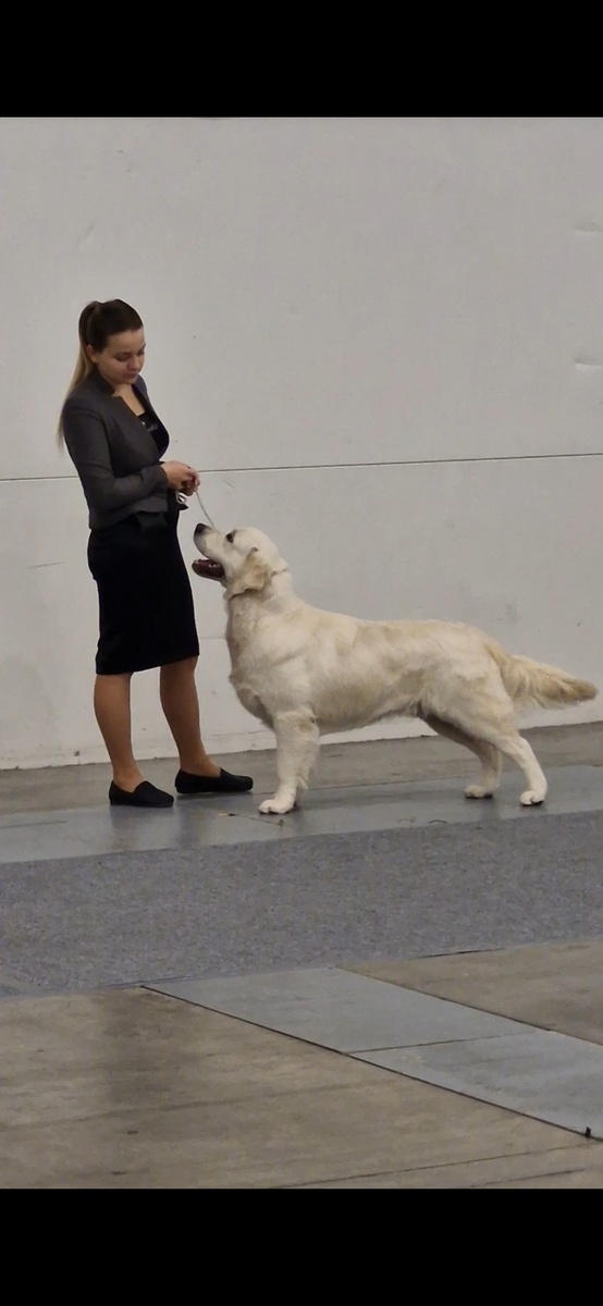 Рольф Рафаэль на рейтинговой выставке  14.12.25 стал лучшим юниором 🤩