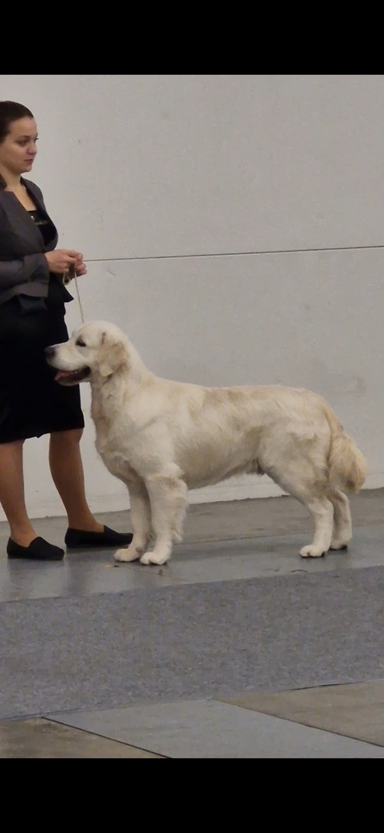 Рольф Рафаэль 