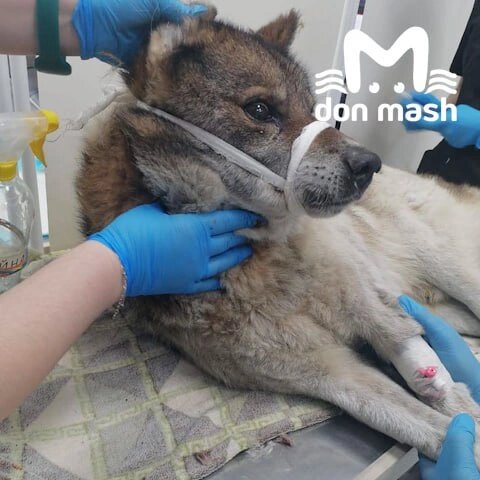    Фото: ТГ канала «Don Mash»