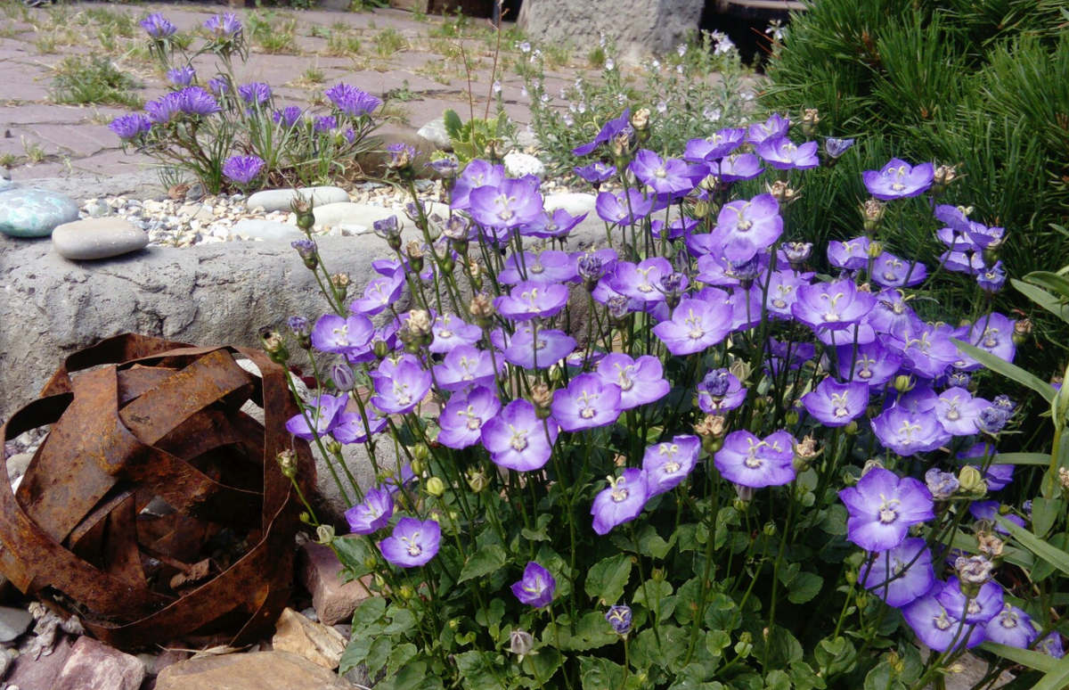 сорт Саманта