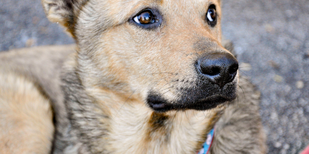 Собака из приюта: 6 популярных мифов, в которые пора перестать верить