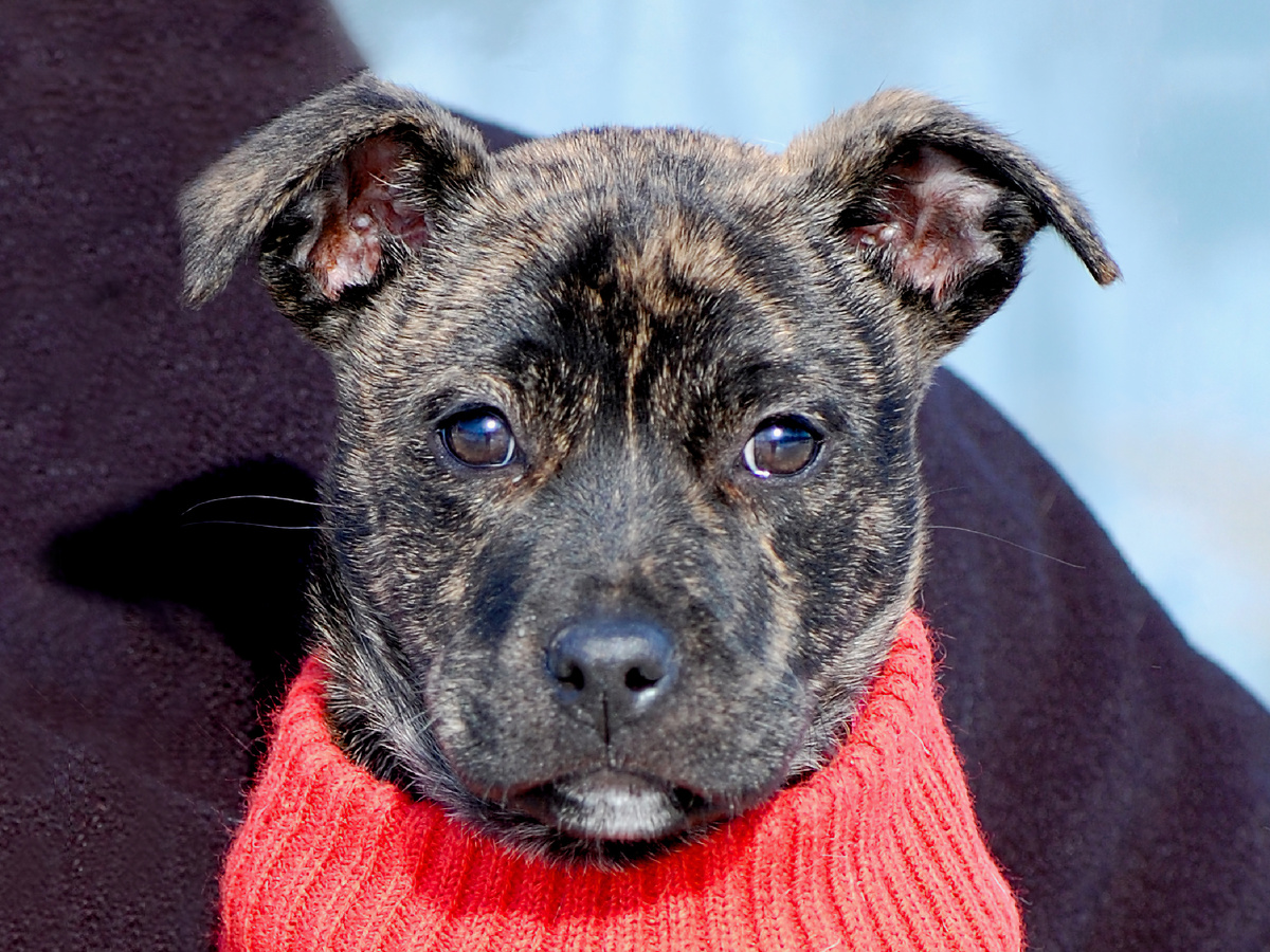 Фотография: Steve, CC BY-SA 2.0