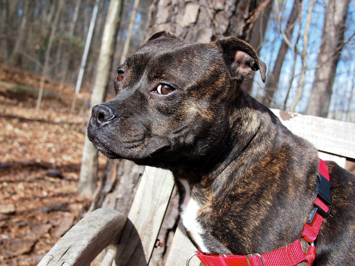 Фотография: bullcitydogs, CC BY-NC 2.0 