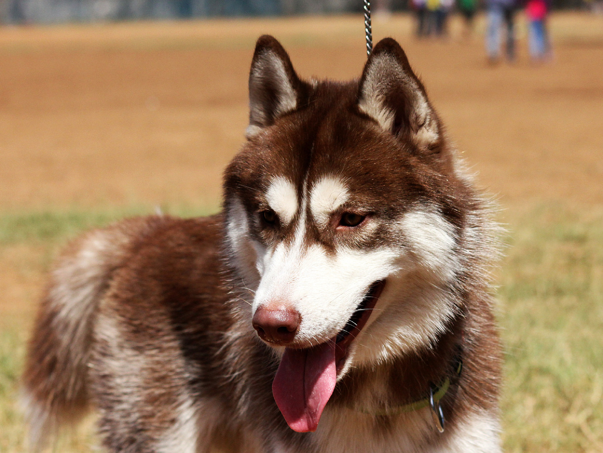 Хаски — один из самых частых гостей в приюте. Заводят за красивые глаза, да не справляются с активностью. Таксы встречаются реже, но и их можно найти. В среднем щенок из питомника (с документами, прививками, клеймом) может стоить в районе 30–50 тысяч рублей. Фотография: localpups, CC BY 2.0