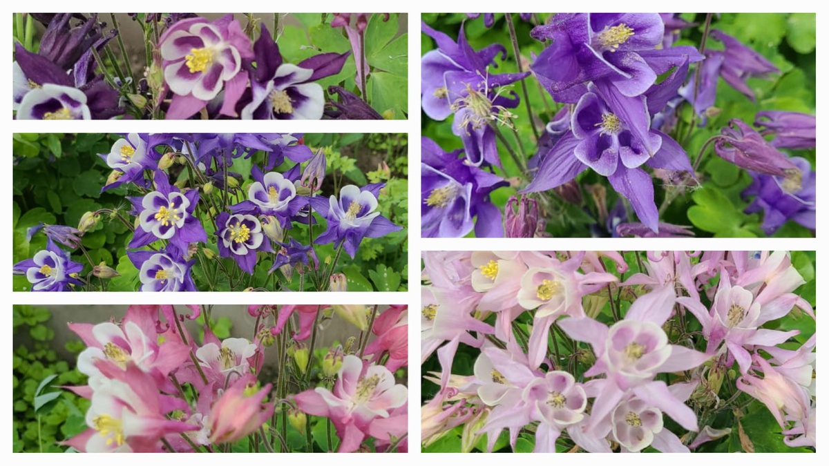 Аквилегия - фото из личного архива.