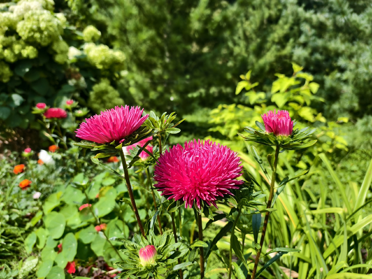 Осенние астры