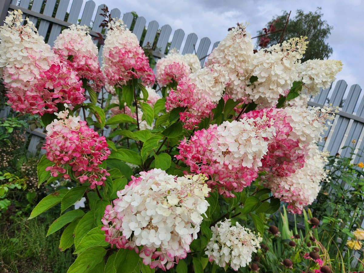 Цветение август 2025 