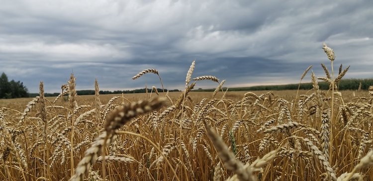    Фото: Лукьянов Дмитрий, AgroXXI.ru