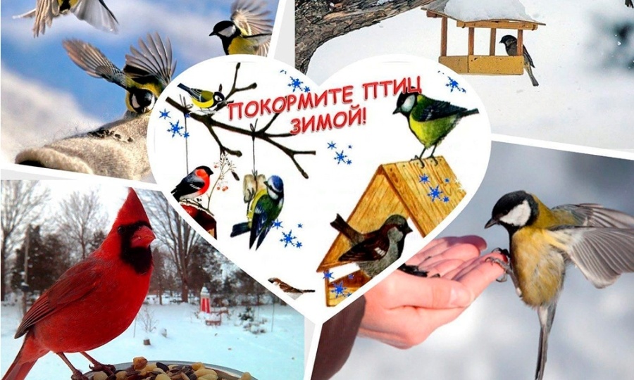 Зима — время помогать: как правильно подкормить птиц и не навредить им
