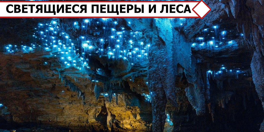 Тьма вспыхивает синими огнями, и пещера с лесом оживает. Север Новой Зеландии
