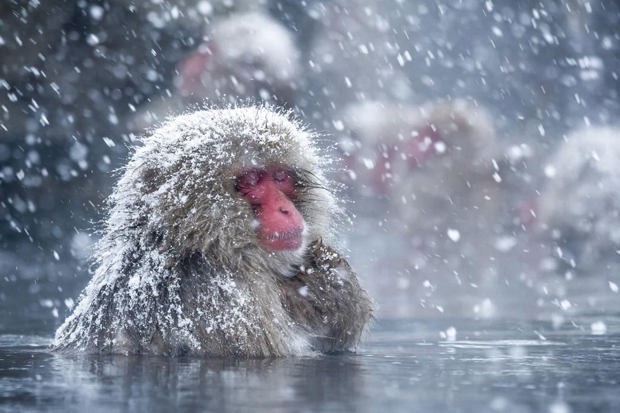 Японские макаки в парке Дзигокудани. Фотография из интернета