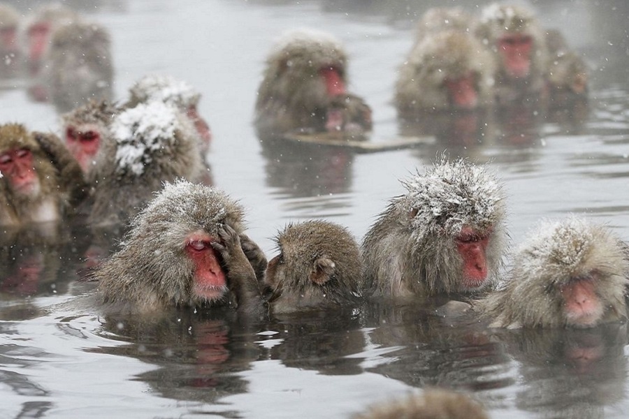 Японские макаки в парке Дзигокудани. Фотография из интернета