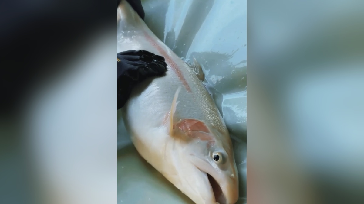    Фото max.ru/fish_gov_ru