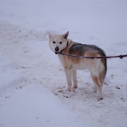 Она была домашней 9 месяцев в вольере, а потом оказалась в приюте. С тех пор прошло 4 года