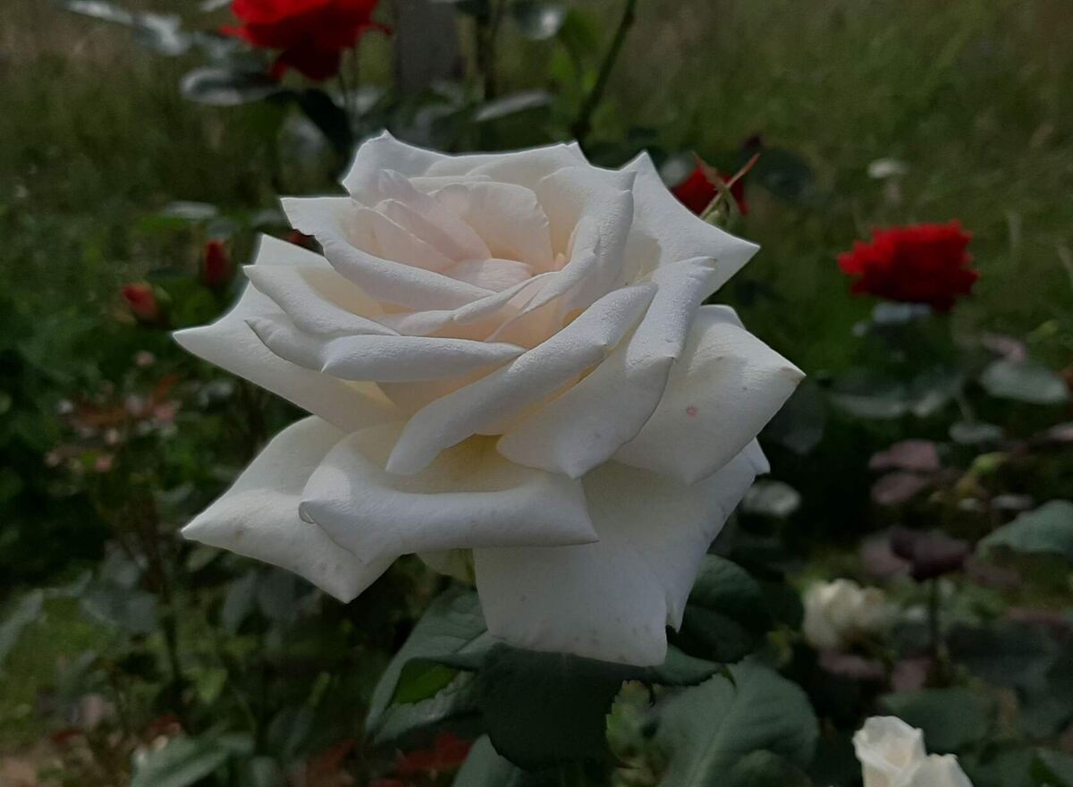 Папа Иоанн Павел ll. Ч/г роза