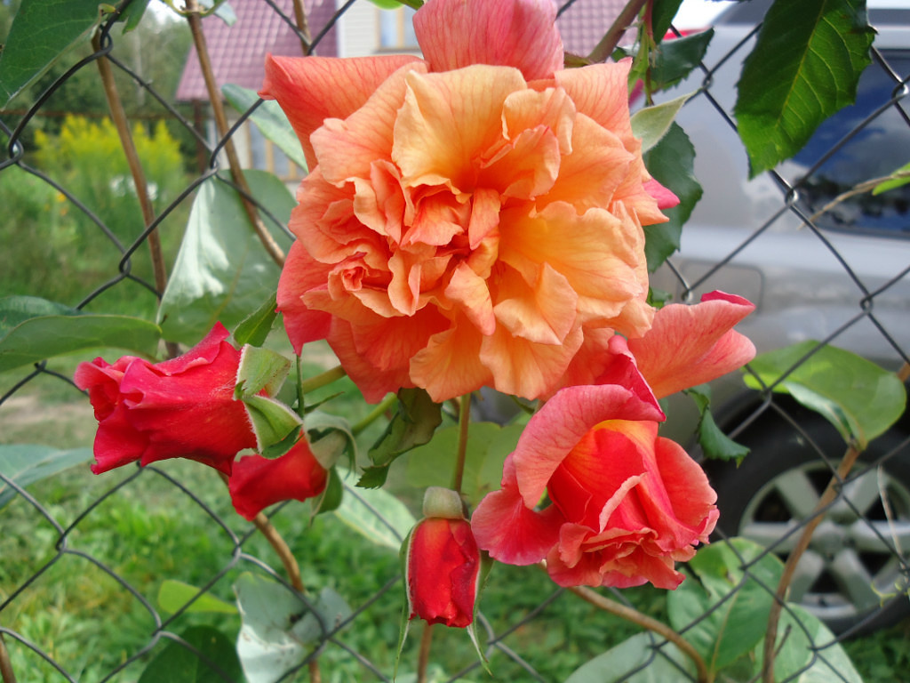 Алоха. Плетистая роза. Роза из прошлого. Давно уже ее нет. 