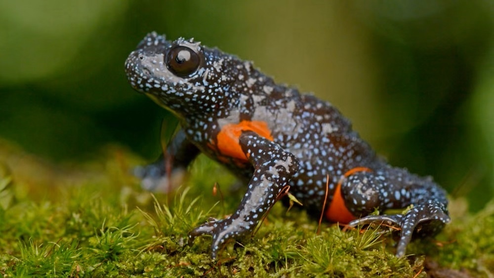     Фото: Rajkumar K P/Zoological Society of London