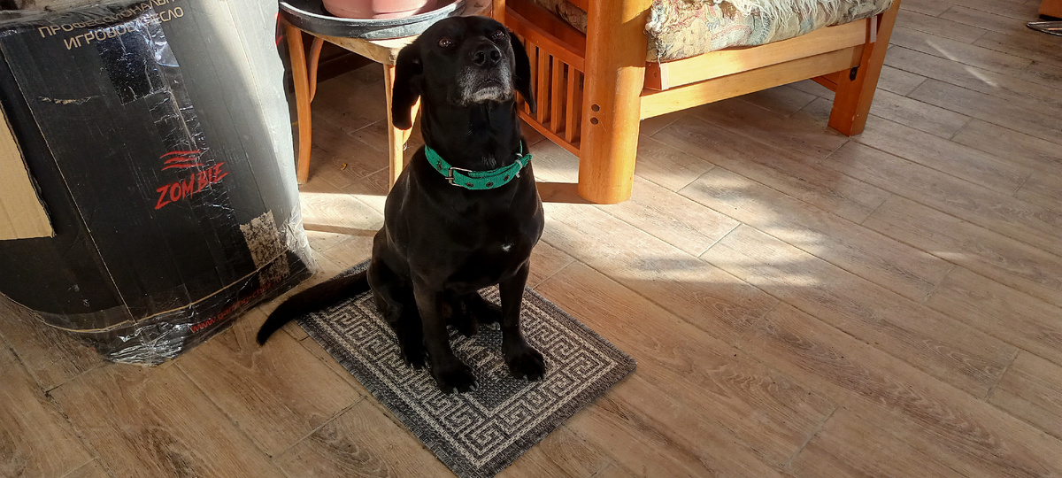 Тоник на коврике сидит