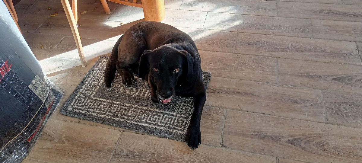 Тоник на коврике лежит 